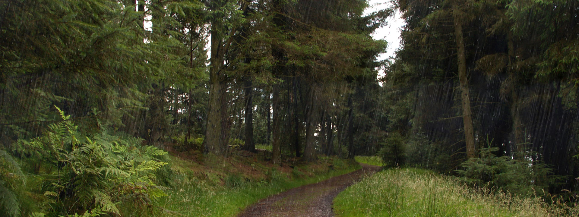 Trilha entre árvores - Imagem do Tarrasque na Bota 02 - A mina perdida de Phandelver - Episódio 2 - Emboscada na Trilha do Javali