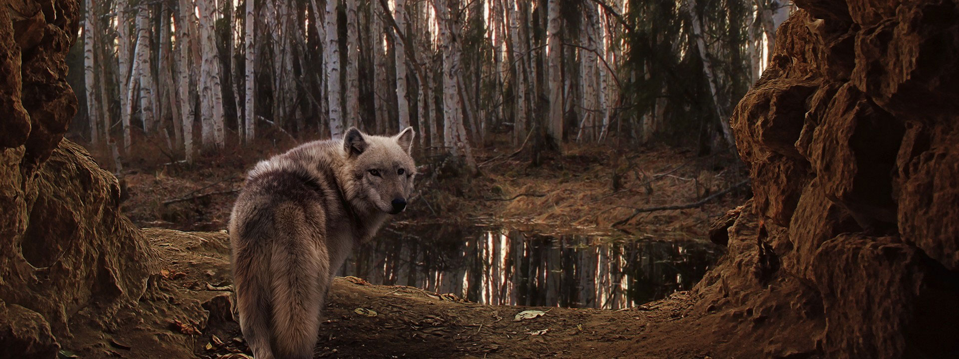 Lobo parado na entrada da caverna - Imagem do Tarrasque na Bota 04 - A mina perdida de Phandelver - Episódio 4 - Dançando com Lobos